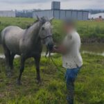 ‘Cavalo foi pra vala’: Animal é resgatado pelos bombeiros em Tijucas (SC)