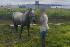 ‘Cavalo foi pra vala’: Animal é resgatado pelos bombeiros em Tijucas (SC)