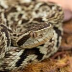 Jovem é picado por jararaca enquanto trabalhava e é levado em estado grave ao hospital