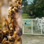 Idosa é atacada por enxame de abelhas e vizinho também fica ferido em Lages