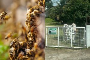 Idosa é atacada por enxame de abelhas e vizinho também fica ferido em Lages