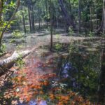 Suspeita confirmada: Saiba onde os dinossauros também habitaram no Brasil