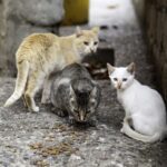 Fungo transmitido por gatos já tem casos confirmados em cidade de SC