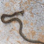 Pedreiro é picado por jararaca durante trabalho em obra em Blumenau