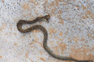 Pedreiro é picado por jararaca durante trabalho em obra em Blumenau