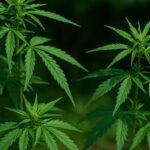 PM descobre plantação de maconha nos fundos de residência em Itajaí (SC)