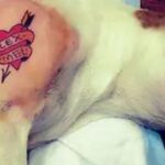Cidade de SC proíbe tatuagens e piercings em animais e aplica multas pesadas