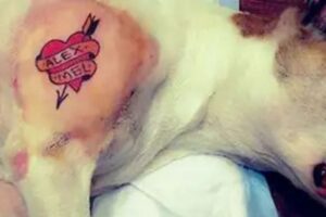 Cidade de SC proíbe tatuagens e piercings em animais e aplica multas pesadas