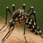 SC registra mais de 58 mil focos do mosquito Aedes aegypti até início de novembro