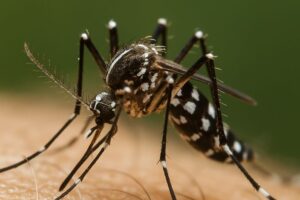 SC registra mais de 58 mil focos do mosquito Aedes aegypti até início de novembro