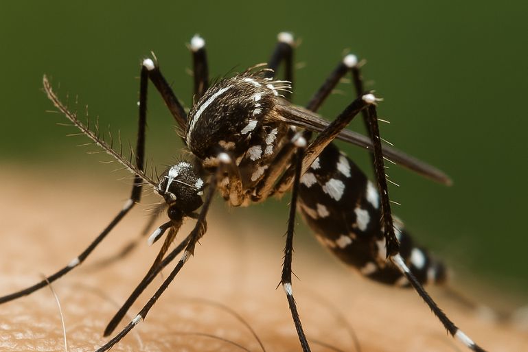 Alerta em SC: Mais de 58 Mil Focos de Aedes e Surto de Chikungunya Assustam!