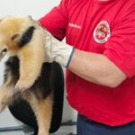 Bombeiros capturam tamanduá-mirim dentro de residência em Blumenau; VÍDEO