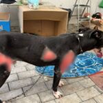 Polícia Civil prende em flagrante homem que arrastou cão por um quilômetro em Blumenau