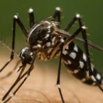 Aedes aegypti: mais de 62 mil focos do mosquito já foram identificados em SC