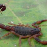 Santa Catarina registra aumento expressivo de acidentes com escorpiões em 2025