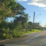 Energia é restabelecida no Limoeiro após árvore atingir fiação