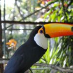 Parque Zoobotânico é lar de espécies ameaçadas de extinção