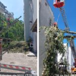 Árvore de 20 metros cai sobre condomínio em Blumenau