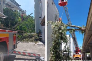 Árvore de 20 metros cai sobre condomínio em Blumenau