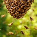 Jovem sofre cerca de 30 picadas de abelhas no rosto em Botuverá