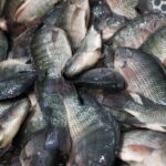 Governo de SC proíbe entrada e comercialização de tilápia do Vietnã; entenda