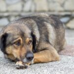 Abandono de animais dobra em Santa Catarina em 2025 e preocupa autoridades