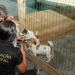 Canil clandestino é fechado em Navegantes após denúncia de maus-tratos