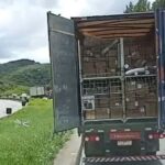Carreta da Havan tem carga furtada na rodovia Régis Bittencourt