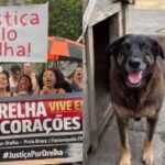 Manifestação em Florianópolis cobra punição por morte do Cão Orelha