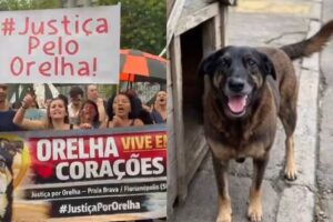 Manifestação em Florianópolis cobra punição por morte do Cão Orelha