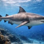 Tubarão-cabeça-chata é provável espécie que atacou garoto em Olinda