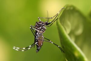 Brusque fecha 2025 com mais de 700 focos do Aedes e Estado emite alerta para 2026
