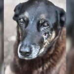 Cão Orelha: Saiba quais medidas podem ser aplicadas a adolescentes acusados por maus tratos