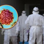 Vírus Nipah: ameaça silenciosa que pode causar nova pandemia global