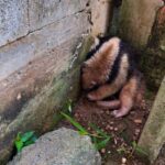 Visita inesperada: tamanduá mobiliza moradores no bairro Limeira
