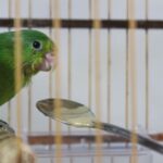 Zoobotânico de Brusque recebe animais silvestres resgatados