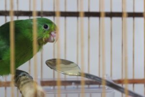 Zoobotânico de Brusque recebe animais silvestres resgatados