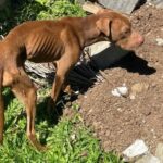 Pitbulls são resgatados após maus-tratos e tutor é preso no Sul de SC