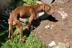 Pitbulls são resgatados após maus-tratos e tutor é preso no Sul de SC