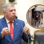 Deputado apresenta Lei Orelha e propõe punição a pais por maus-tratos cometidos por menores