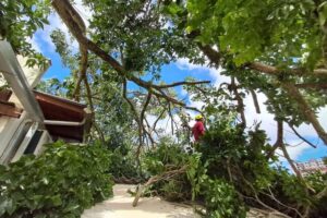 Ipê com 12 metros de altura atinge residência em Itajaí