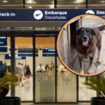 Suspeitos no caso do cão Orelha voltam ao Brasil e têm celulares apreendidos