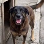 Caso cão Orelha: laudo confirma lesão grave na cabeça como causa da morte