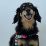 Campanha BrusCÃO: leve 1kg de ração e garanta meia-entrada