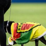 Campanha BrusCÃO arrecada 189kg de ração para cães