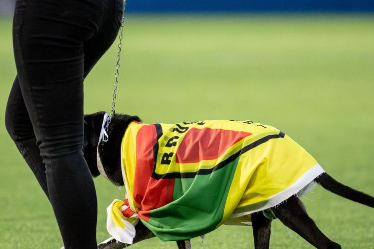 Campanha BrusCÃO arrecada 189kg de ração para cães