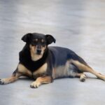 Governador sanciona lei que protege cães e gatos criados em conjunto por vizinhos e comunidades