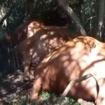 Raio atinge rebanho durante temporal provoca morte de 26 bovinos em SC