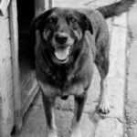 Caso Orelha: Polícia Civil cumpre mandados em casas de adolescentes investigados