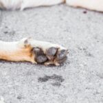 Tutor é preso por quebrar pata de cachorra e ameaçar mulher em SC